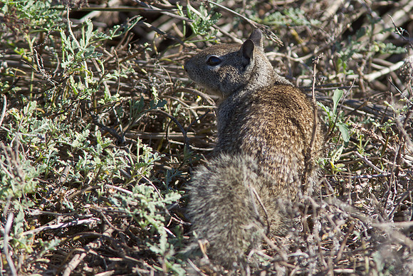 BolsaChica-Nov25-8744