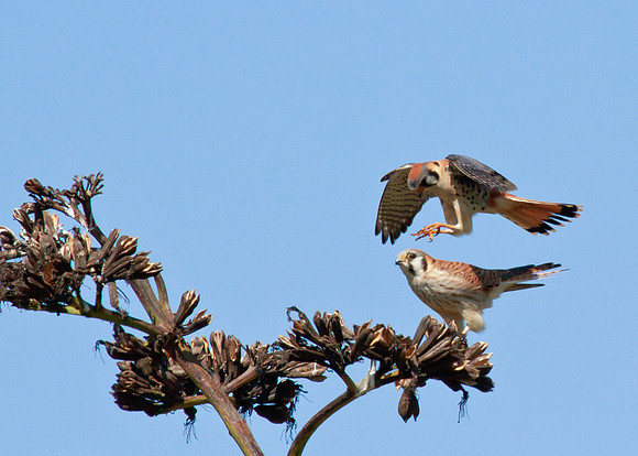 Love is in the air - American Kestrel