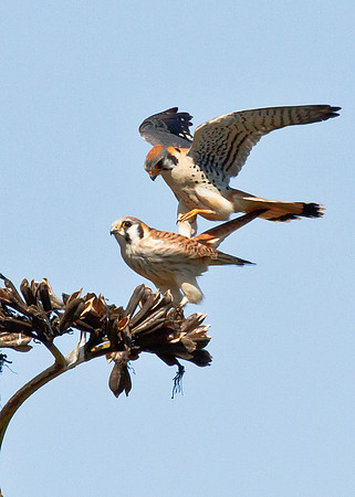 Love is in the air - American Kestrel