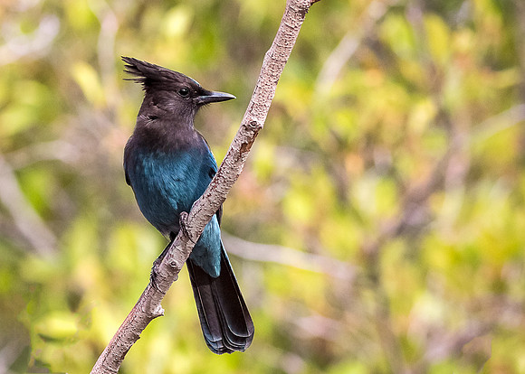 Stellar's Jay