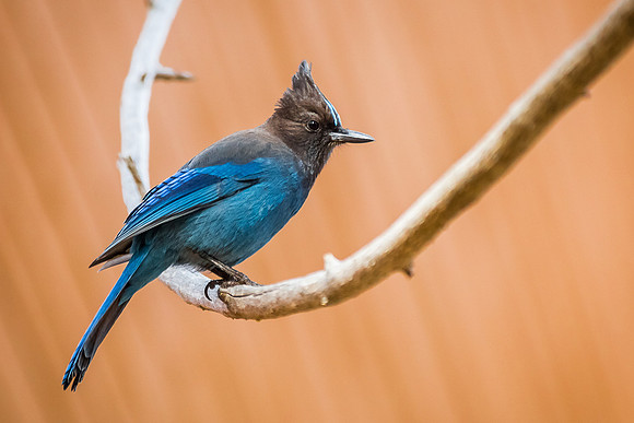 Stellar's Jay