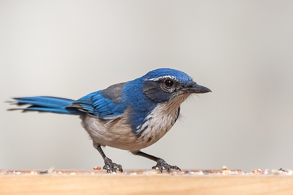 Western Scrub Jay