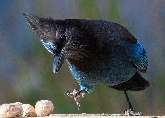 Mmmmm....Peanuts.......