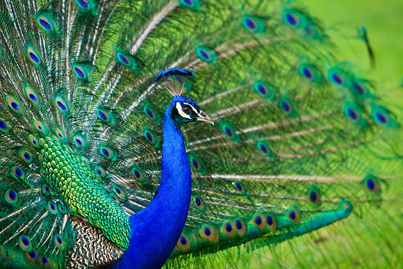 Peacock