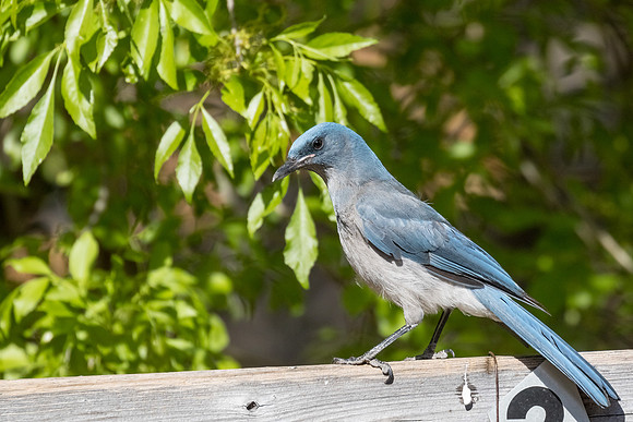 AZ-Tucson2015-9952