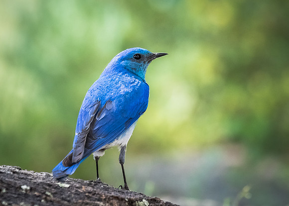 Proud Blue