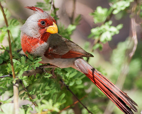 Pyrrhuloxia - Male