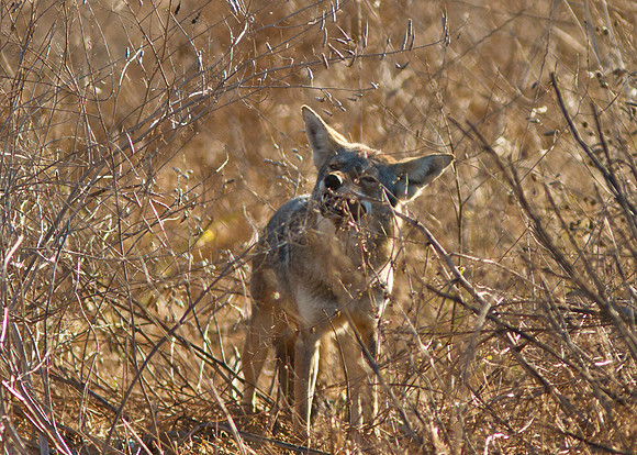 BolsaChica2011-5249