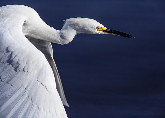 Snowy Egret