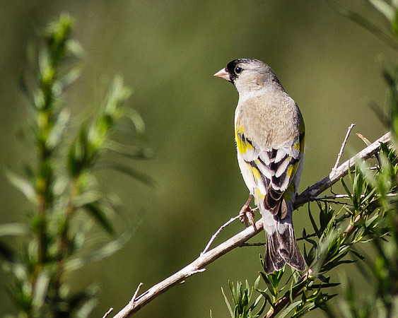 Lawrence's Goldfinch