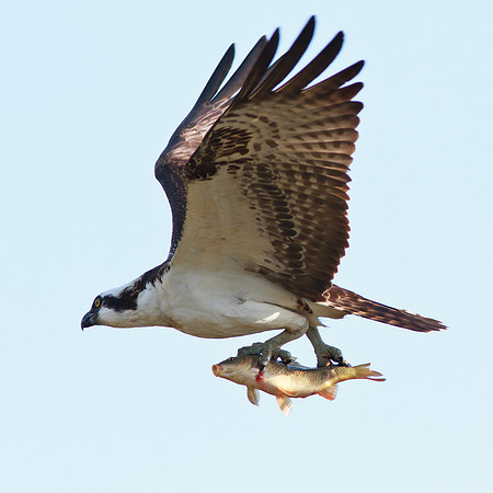 Osprey