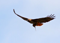 Red-tailed Hawk