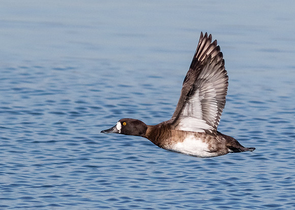 Lesser Scaup