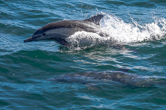 NB-whale watching-5615