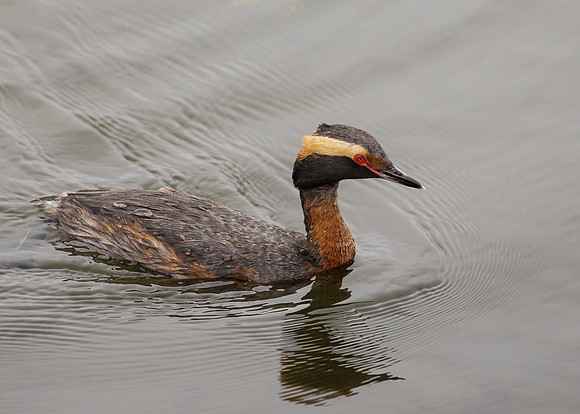 Horned Grebe