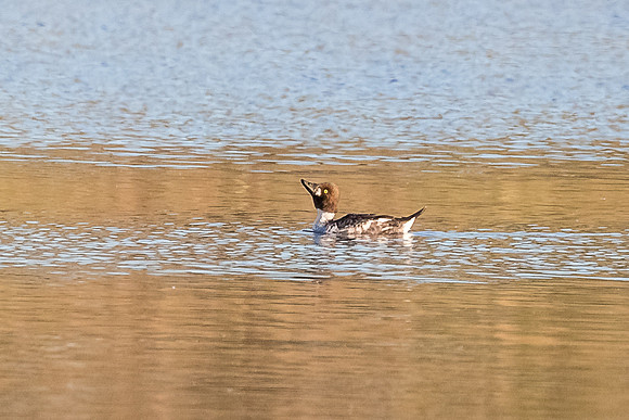 Common Goldeneye