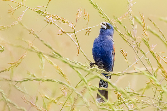 OC-Quail Hill-2015-8121