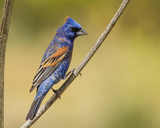 Blue Grosbeak - male