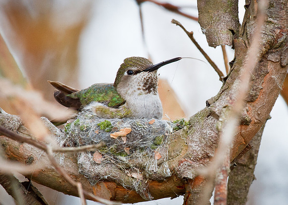 Anna's Hummingbird on nest