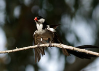 Pin-tailed Whydah