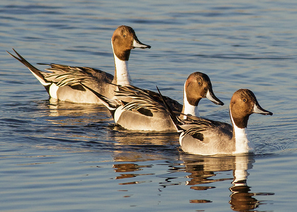 BolsaChica-2014-9408