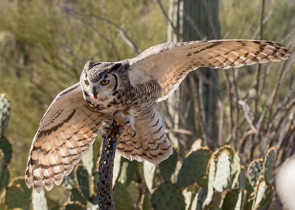 AZ-SonoraDesertMuseum7d-6087