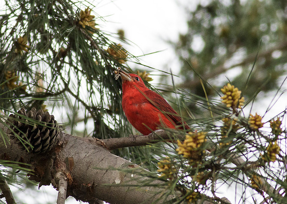 Summer Tanager