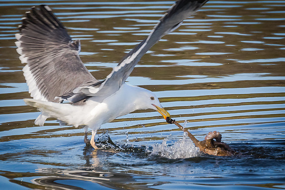 Tug of war