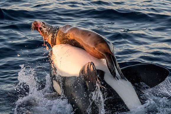 LB-WhaleWaching-2015-6706