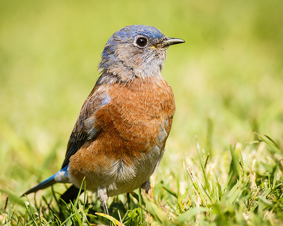 Bluebird Portrait