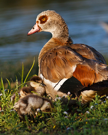 Snuggling up to mom