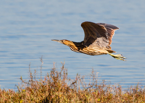 American Bittern