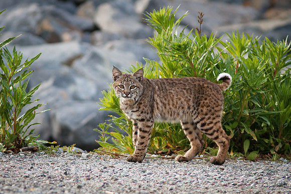 Bobcat