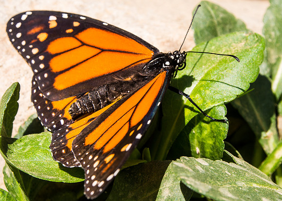 Monarch Butterfly