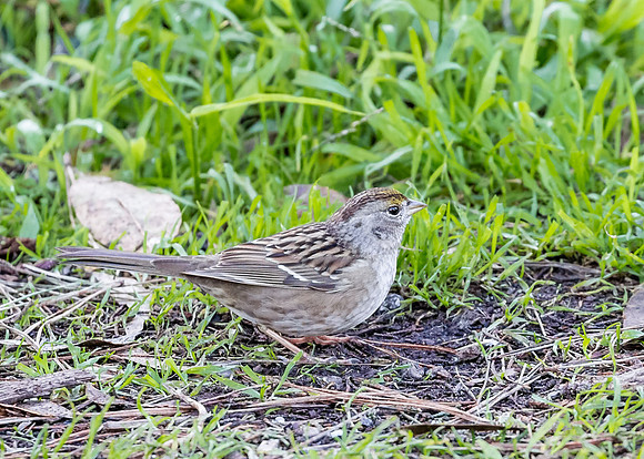 SF-Golden Gate Park-8071