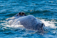 Davey's Locker Whale Watching