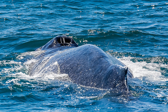 NB-whale watching-5512