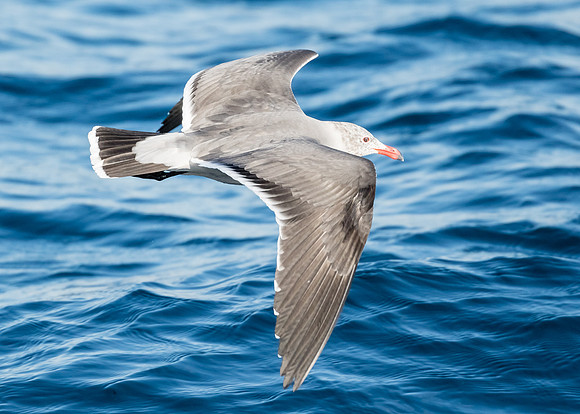 Heermann's gull