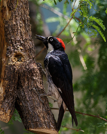 AZ-Patons2013-5995