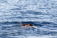 LB-WhaleWaching-2015-6258