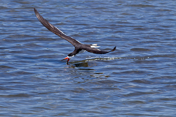 Bolsachica-0822-4719