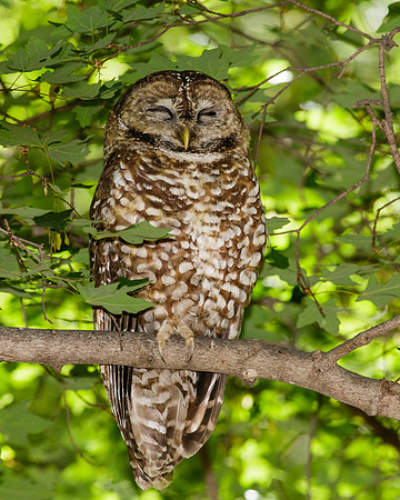 Spotted owl resting
