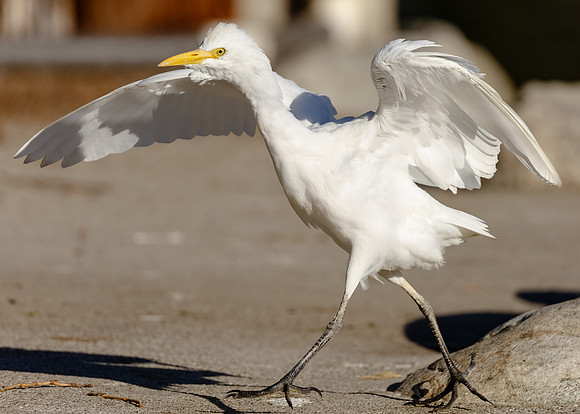 Walk like an Egret......