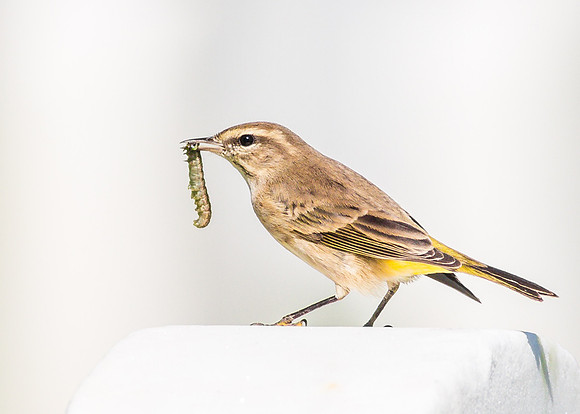 Palm Warbler