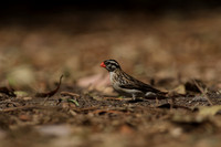 Pin-tailed Whydah