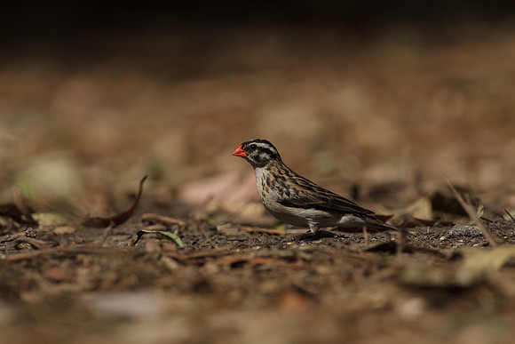 Pin-tailed Whydah