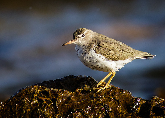 Spotted Sandpiper