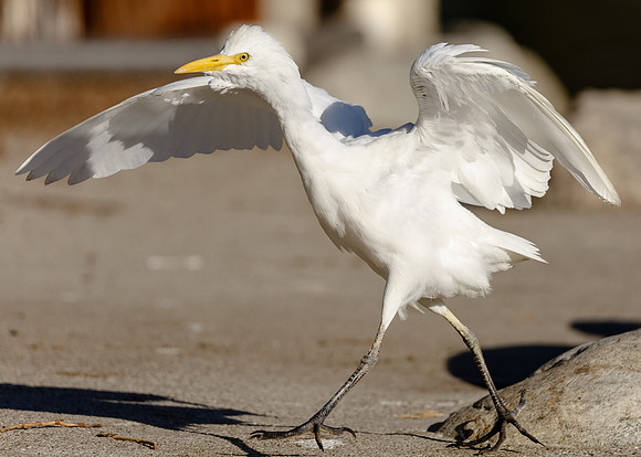 Walk like an Egret......