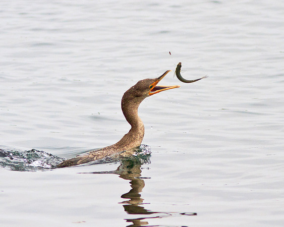 Airborne fish dinner