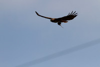 Red-tailed Hawk